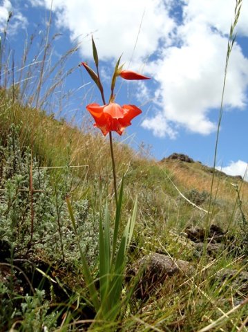 Gladiolus saundersii leaves